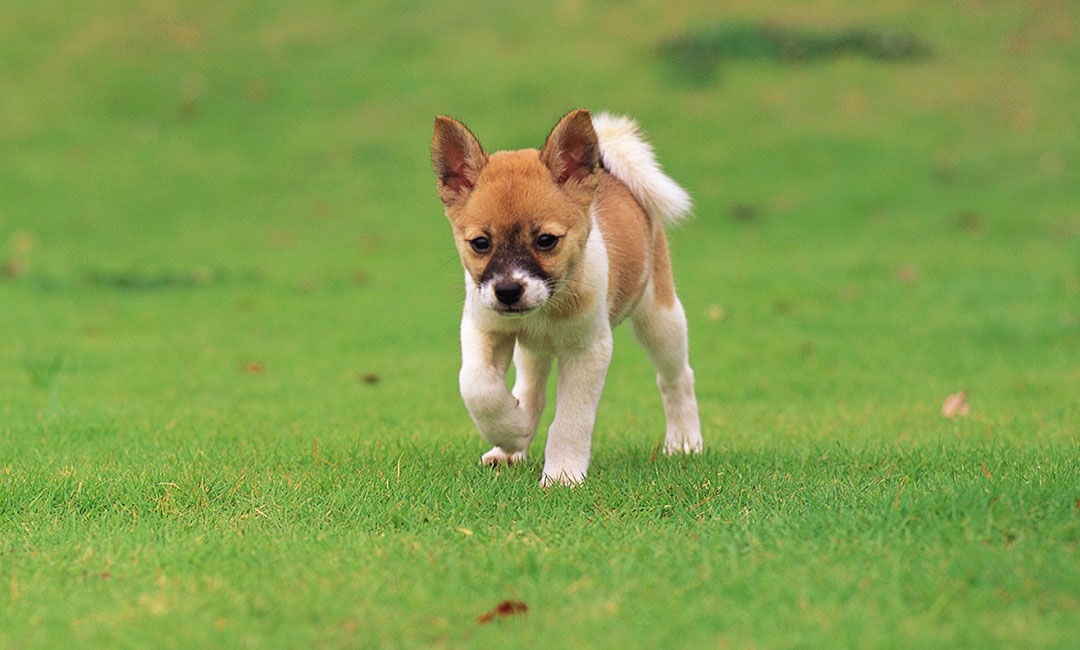 普洱叮叮宠物商业计划书案例